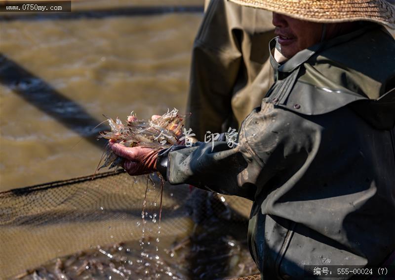 大鳌南美白对虾_大鳌,虾,一村一品,新农村,养殖,农产品,乡村振兴,特产