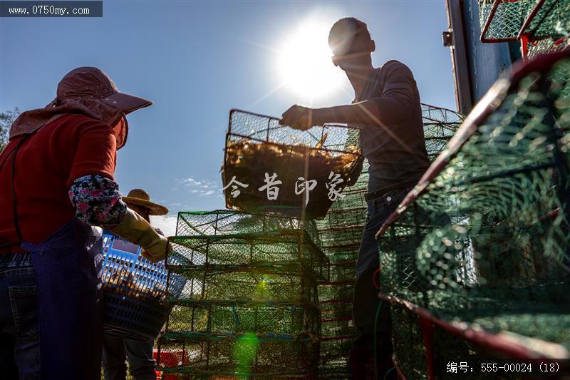 大鳌南美白对虾_大鳌,虾,一村一品,新农村,养殖,农产品,乡村振兴,特产