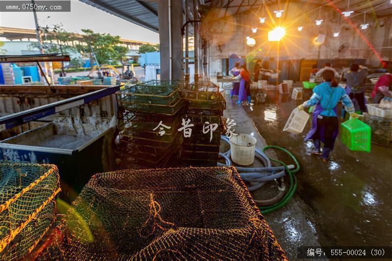 大鳌南美白对虾_大鳌,虾,一村一品,新农村,养殖,农产品,乡村振兴,特产