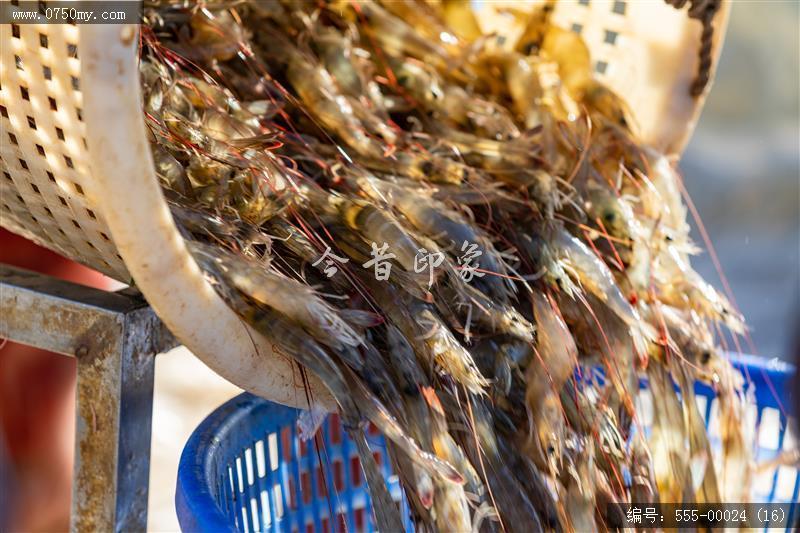 大鳌南美白对虾_大鳌,虾,一村一品,新农村,养殖,农产品,乡村振兴,特产