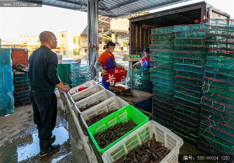 大鳌南美白对虾_大鳌,虾,一村一品,新农村,养殖,农产品,乡村振兴,特产