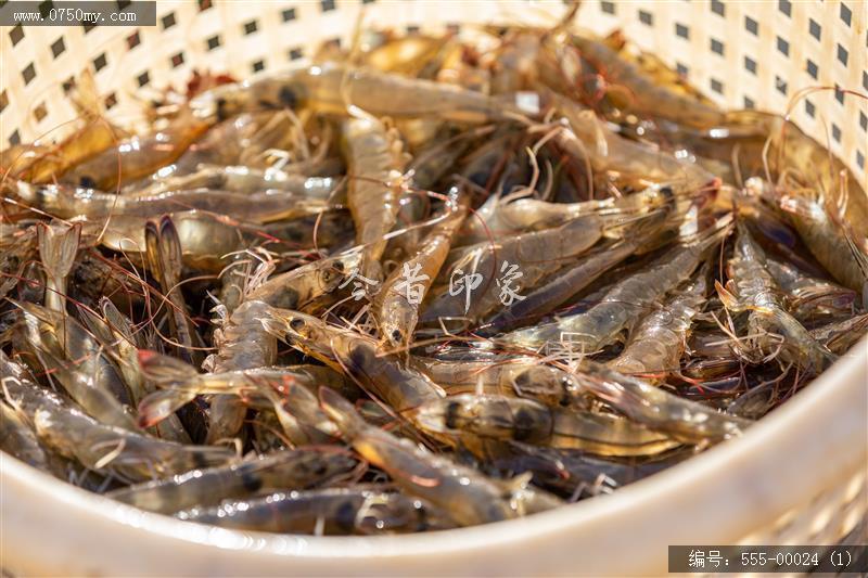 大鳌南美白对虾_大鳌,虾,一村一品,新农村,养殖,农产品,乡村振兴,特产