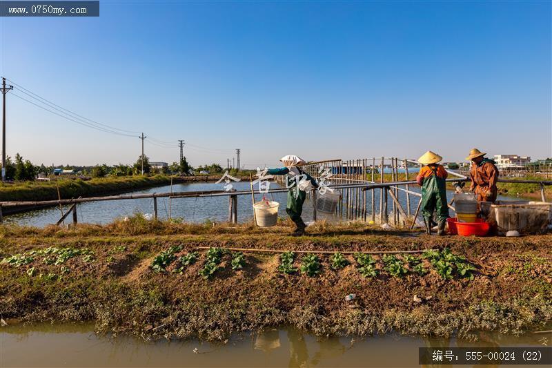 大鳌南美白对虾_大鳌,虾,一村一品,新农村,养殖,农产品,乡村振兴,特产