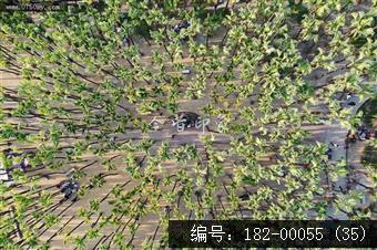 葵湖公园