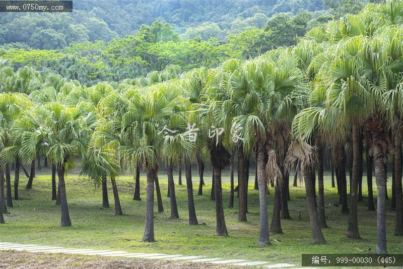 葵博园_旅游景点,城市景色