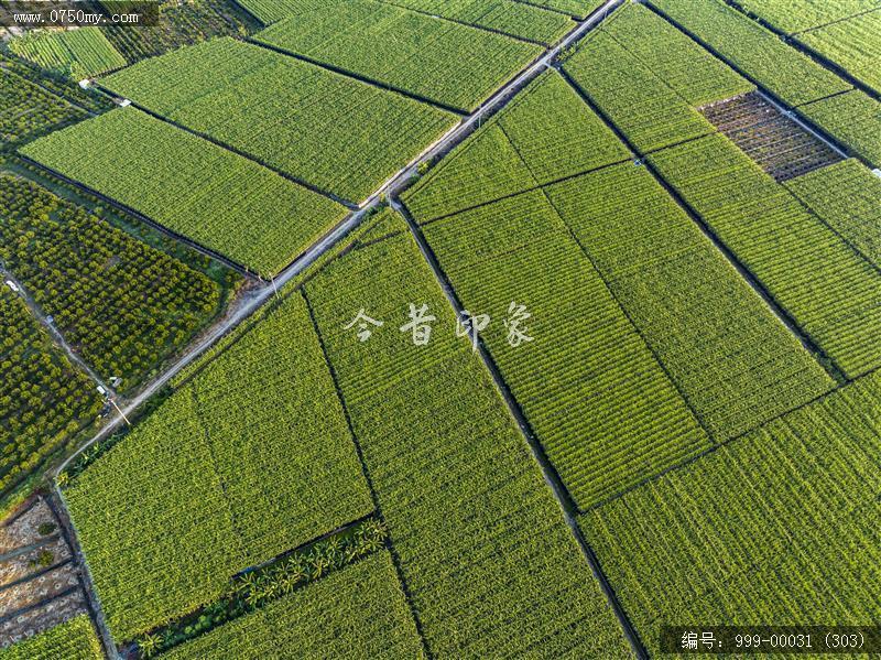 农田_航拍,农业
