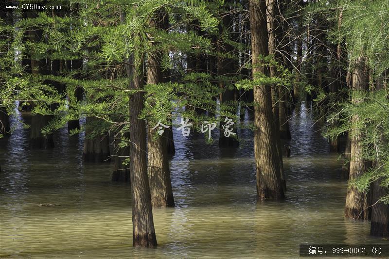 葵林_葵林,地方特色,自然