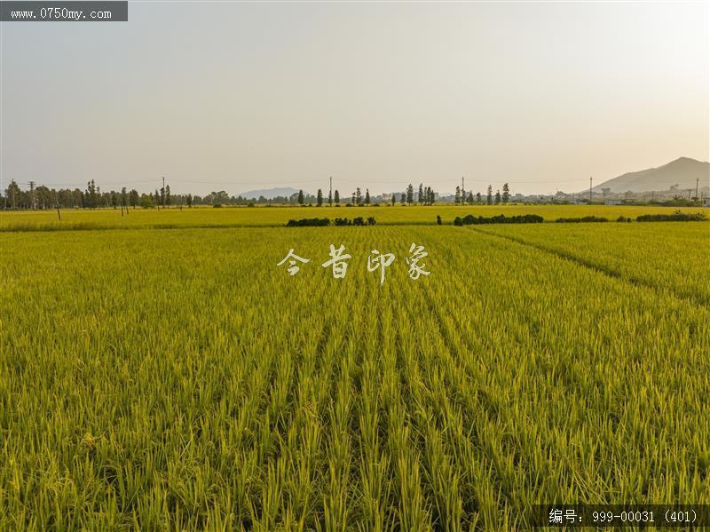 沙堆镇_航拍,美丽乡村,城乡一体