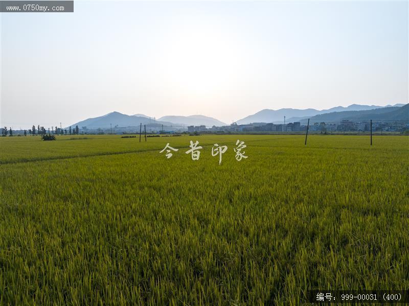 沙堆镇_航拍,美丽乡村,城乡一体