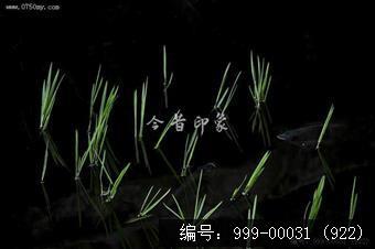 玉湖