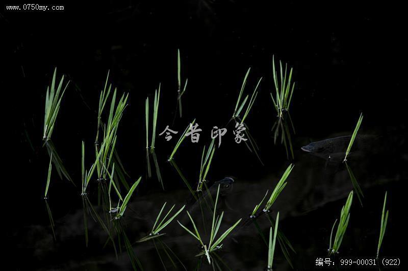 玉湖_旅游景点