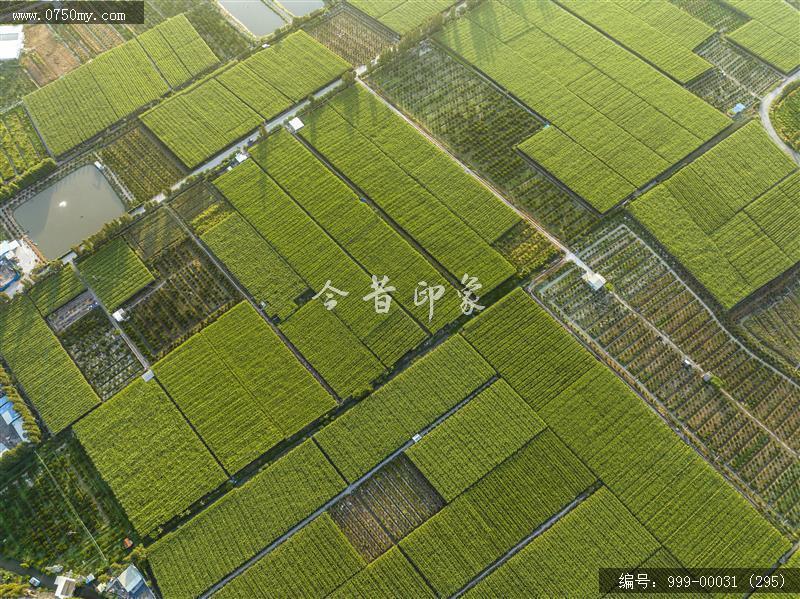 农田_航拍,农业