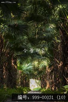 葵林