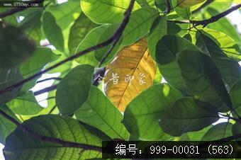 幸福路