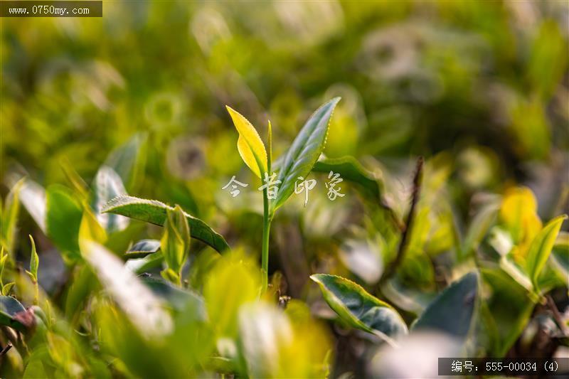崖门富硒茶 一叶香天下 (4)_崖门,富硒茶, 茶叶,乡村振兴,旅游,大自然,产品