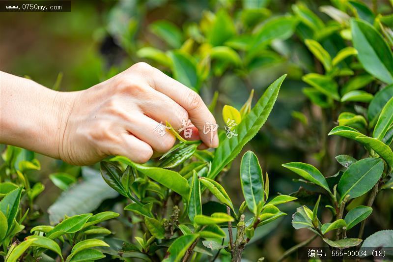 崖门富硒茶 一叶香天下(18)_崖门,富硒茶, 茶叶,乡村振兴,旅游,大自然,产品