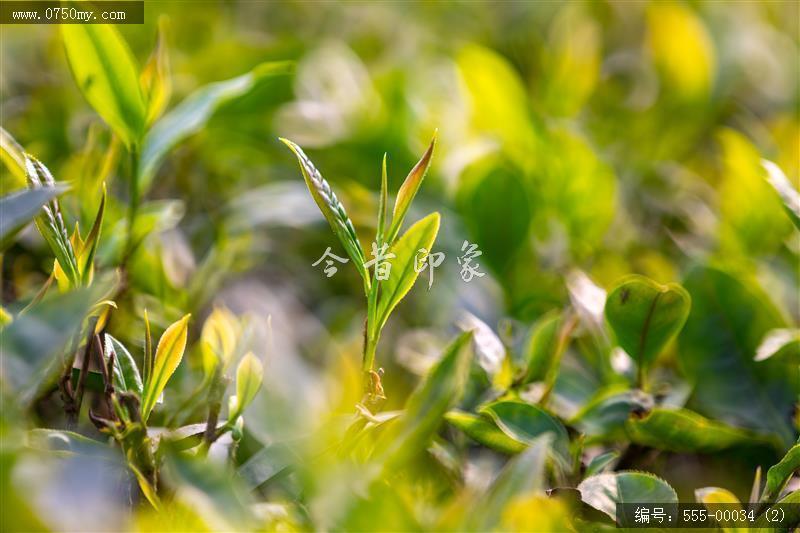 崖门富硒茶 一叶香天下 (2)_崖门,富硒茶, 茶叶,乡村振兴,旅游,大自然,产品