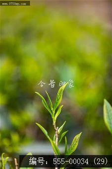 崖门富硒茶 一叶香天下 (29)