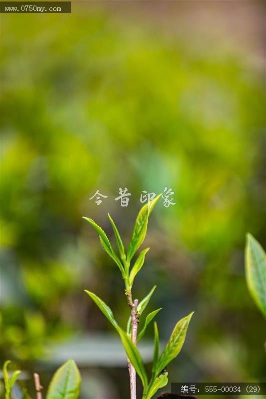 崖门富硒茶 一叶香天下 (29)_崖门,富硒茶, 茶叶,乡村振兴,旅游,大自然,产品