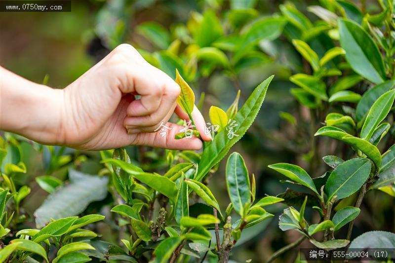 崖门富硒茶 一叶香天下(17)_崖门,富硒茶, 茶叶,乡村振兴,旅游,大自然,产品