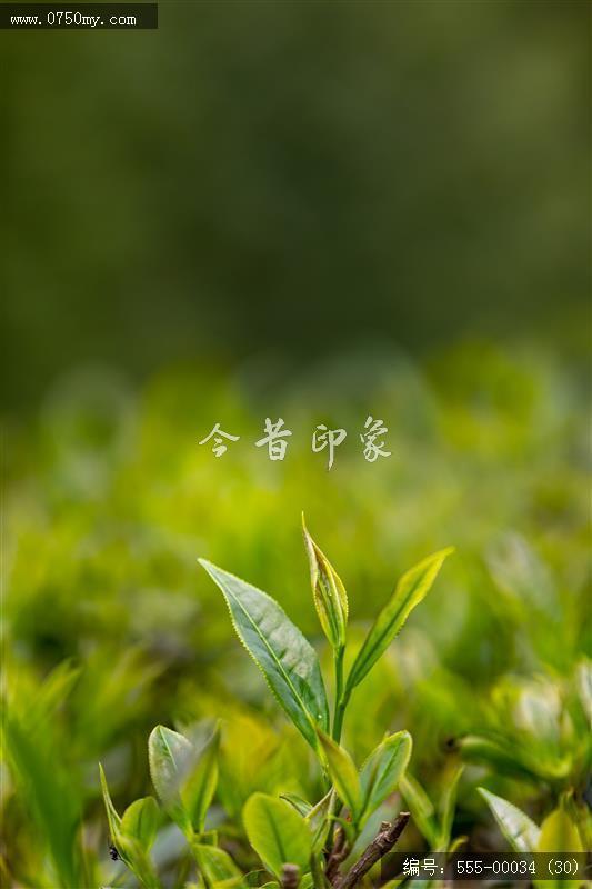 崖门富硒茶 一叶香天下 (30)_崖门,富硒茶, 茶叶,乡村振兴,旅游,大自然,产品