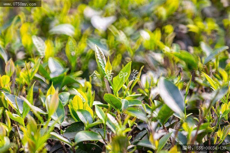 崖门富硒茶 一叶香天下 (3)_崖门,富硒茶, 茶叶,乡村振兴,旅游,大自然,产品
