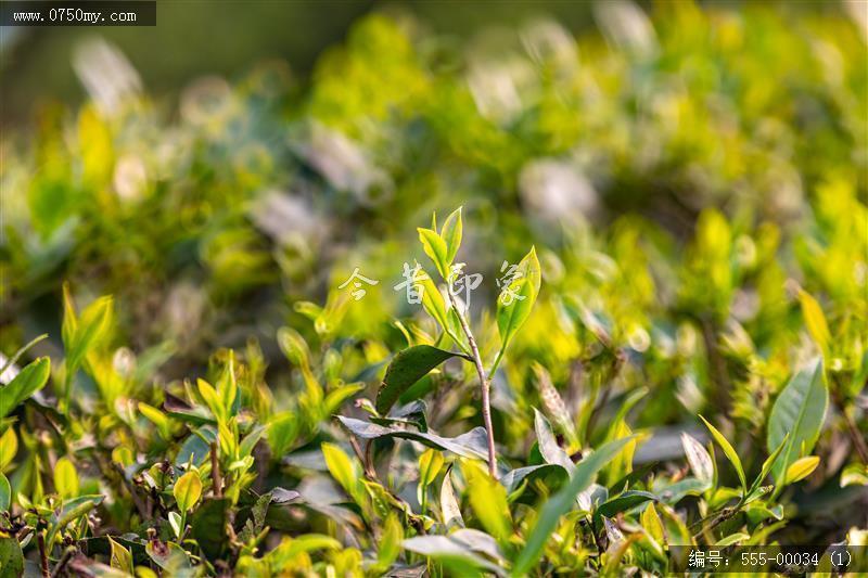 崖门富硒茶 一叶香天下 (1)_崖门,富硒茶, 茶叶,乡村振兴,旅游,大自然,产品