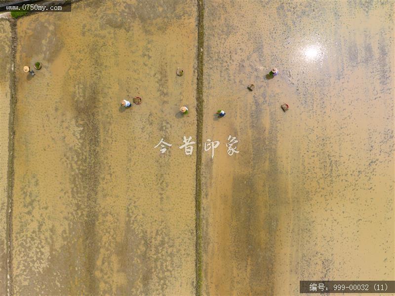 插秧_航拍,农业,乡村