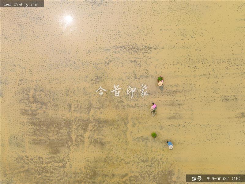 插秧_航拍,农业,乡村