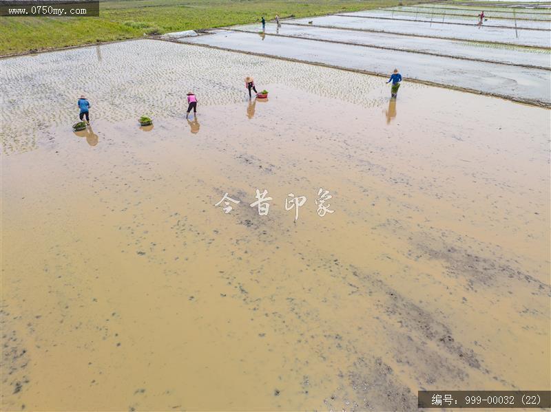 插秧_航拍,农业,乡村