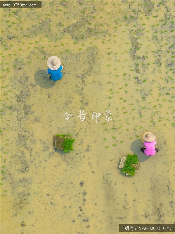 插秧_航拍,农业,乡村