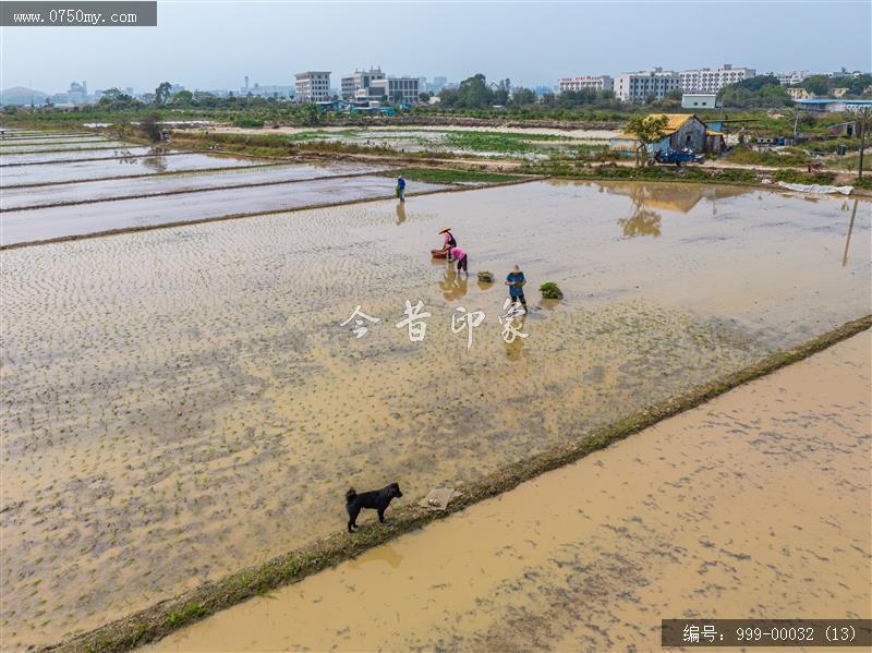 插秧_航拍,自然景观