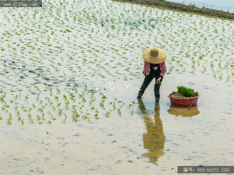 插秧_航拍,农业,乡村