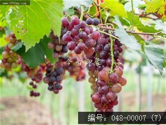 果香飘逸