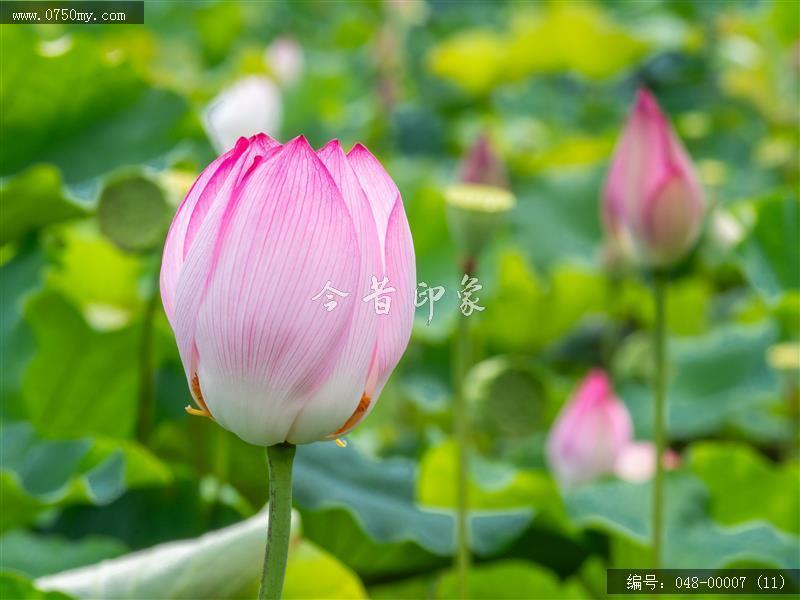 荷花_梅江生态园