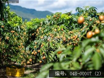 果香飘逸
