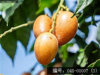 果香飘逸