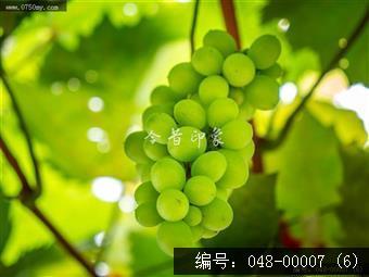 果香飘逸