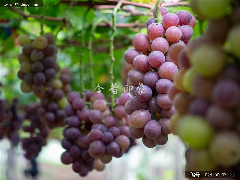 果香飘逸_农业