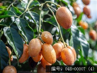 果香飘逸