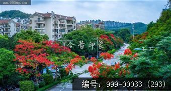 凤凰花