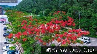 凤凰花