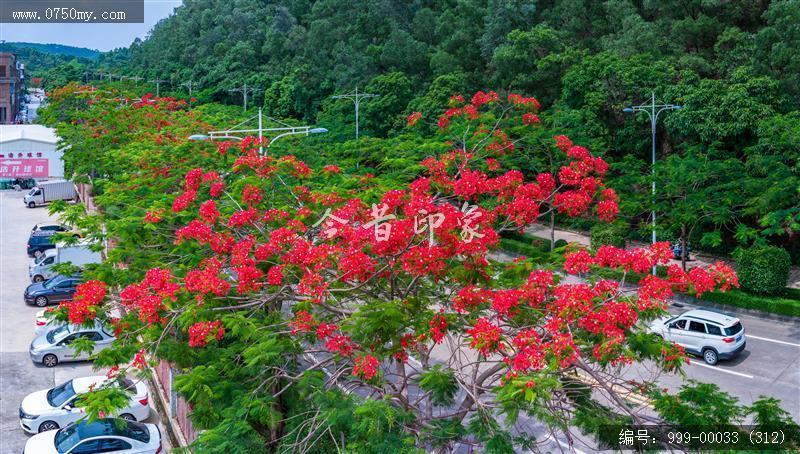 凤凰花_航拍,花