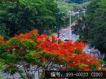 凤凰花