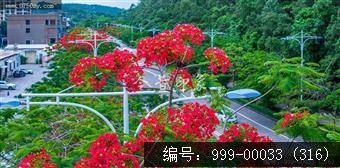 凤凰花