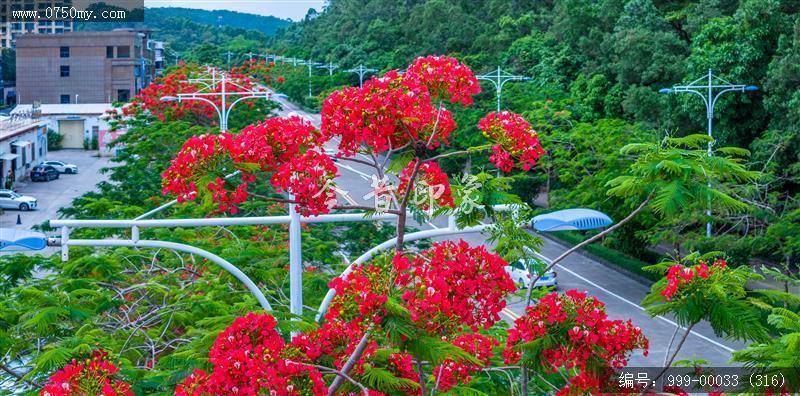 凤凰花_航拍,花
