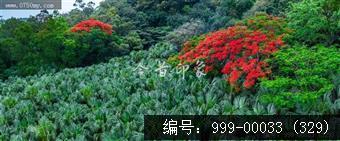 凤凰花