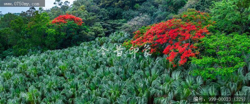 凤凰花_航拍,花