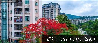 凤凰花