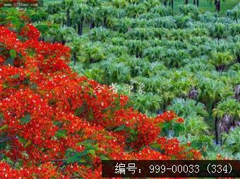 凤凰花